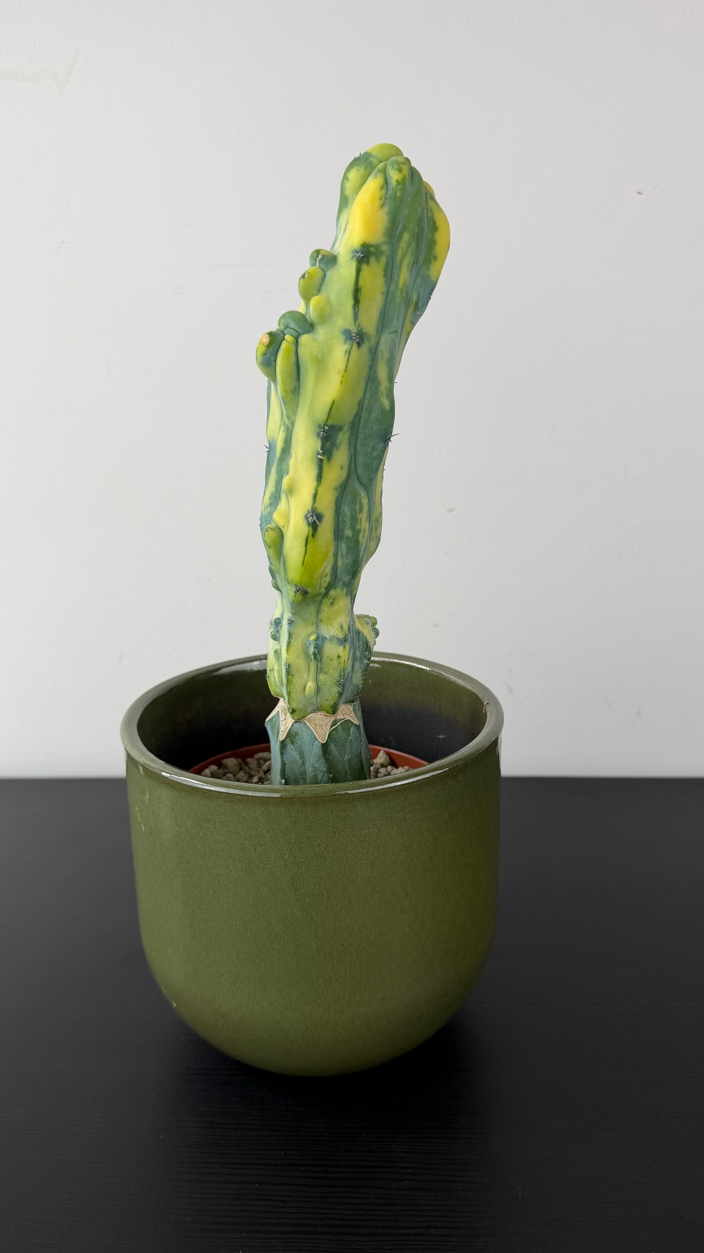 Myrtillocactus Geometrizans 'Fred' Variegated