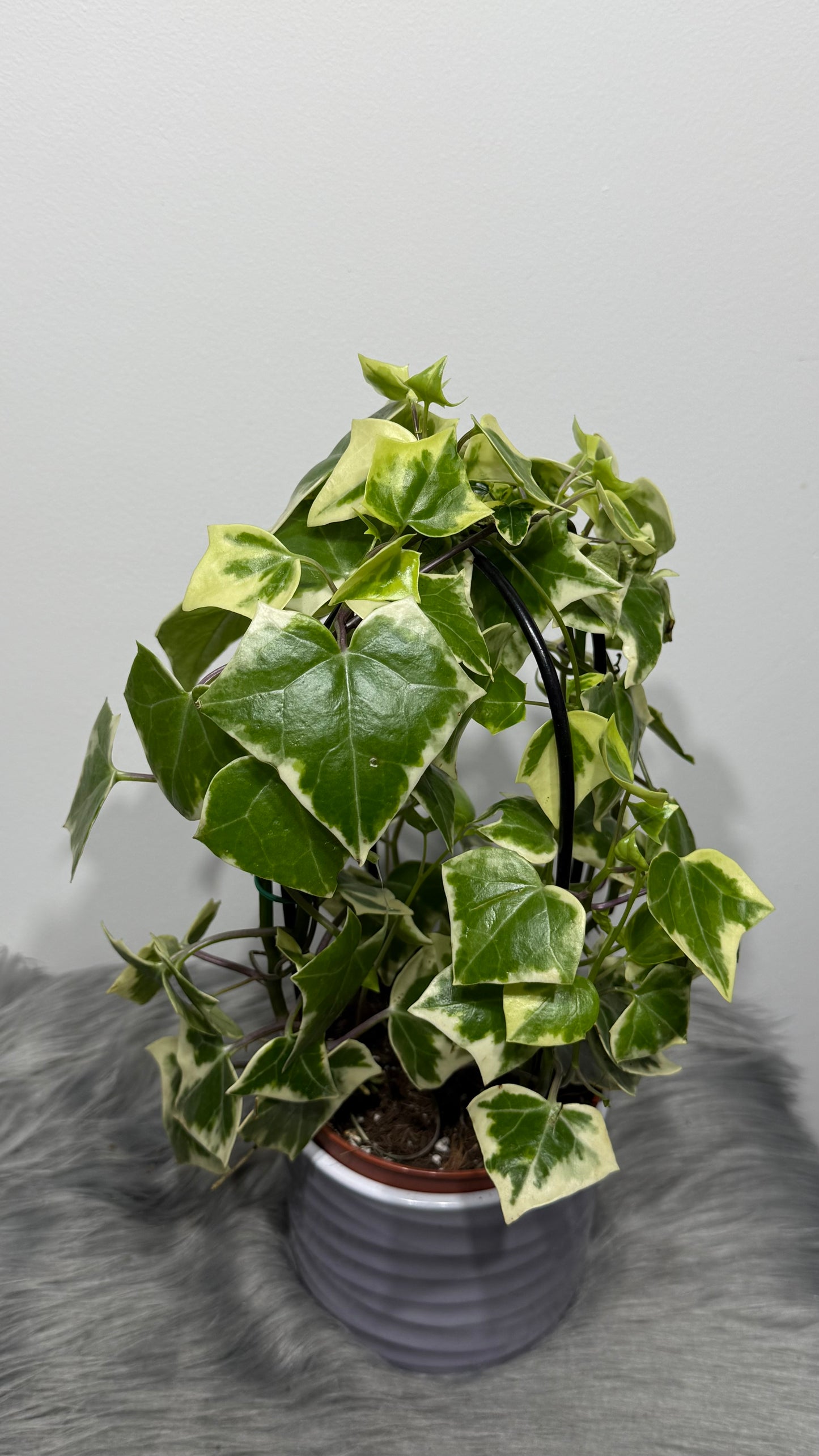 Senecio Macroglossus Variegata