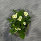 Euphorbia Milii White