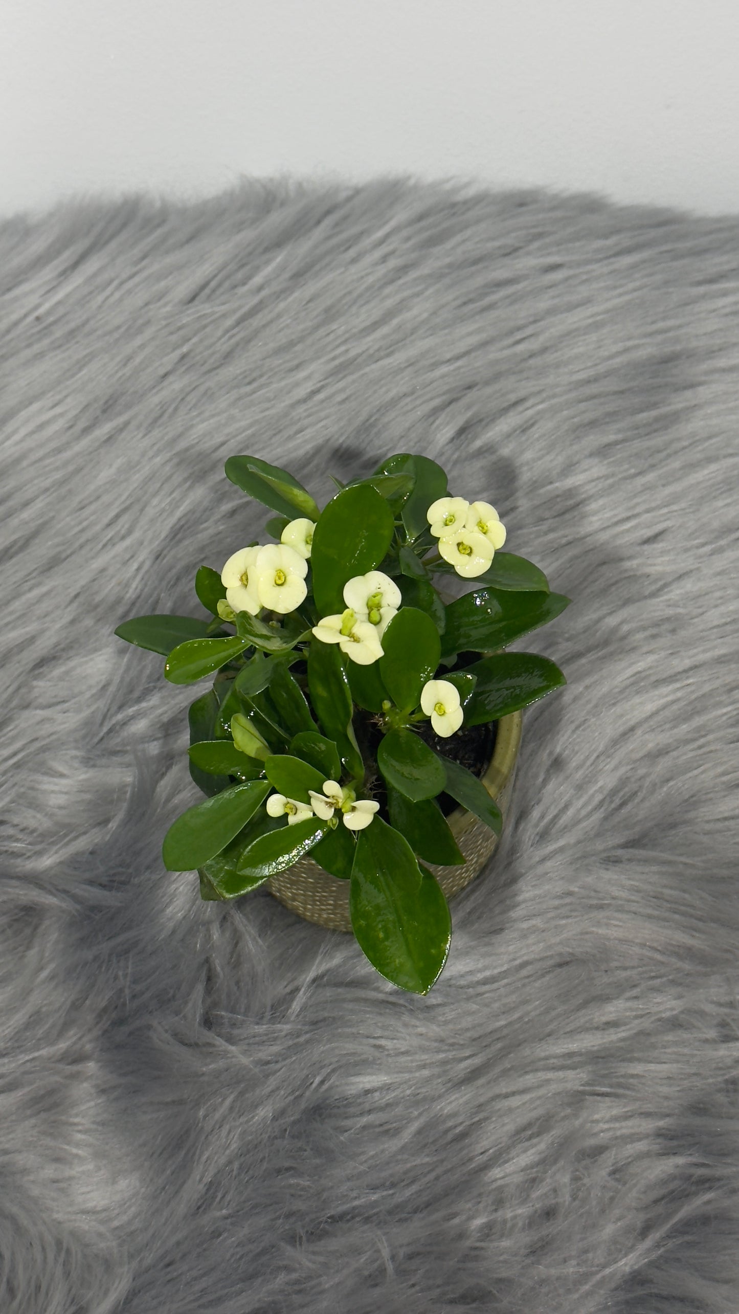 Euphorbia Milii White