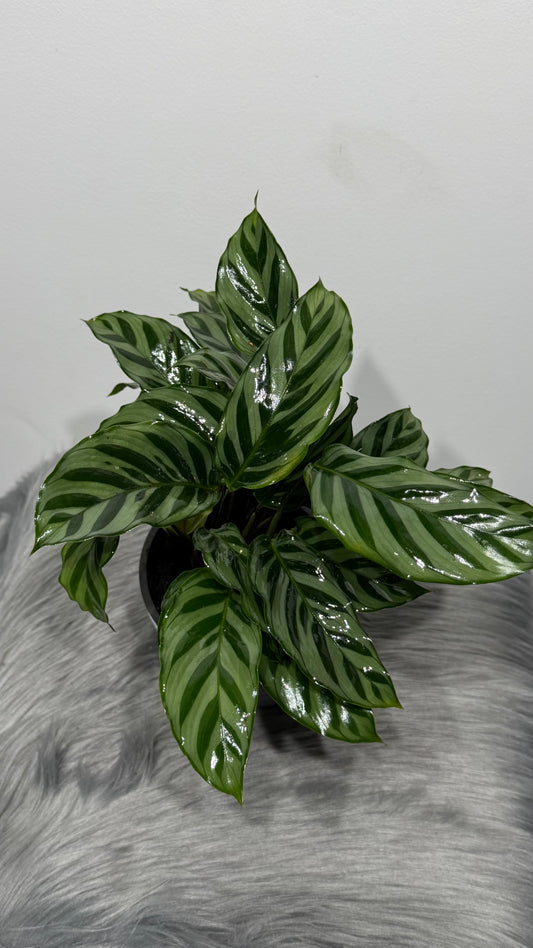 Calathea 4