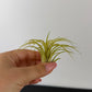 Tillandsia Air plant 9