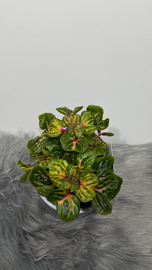 Iresine herbstii Funny Gold