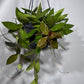 Hoya gracilis