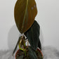 Philodendron gigas