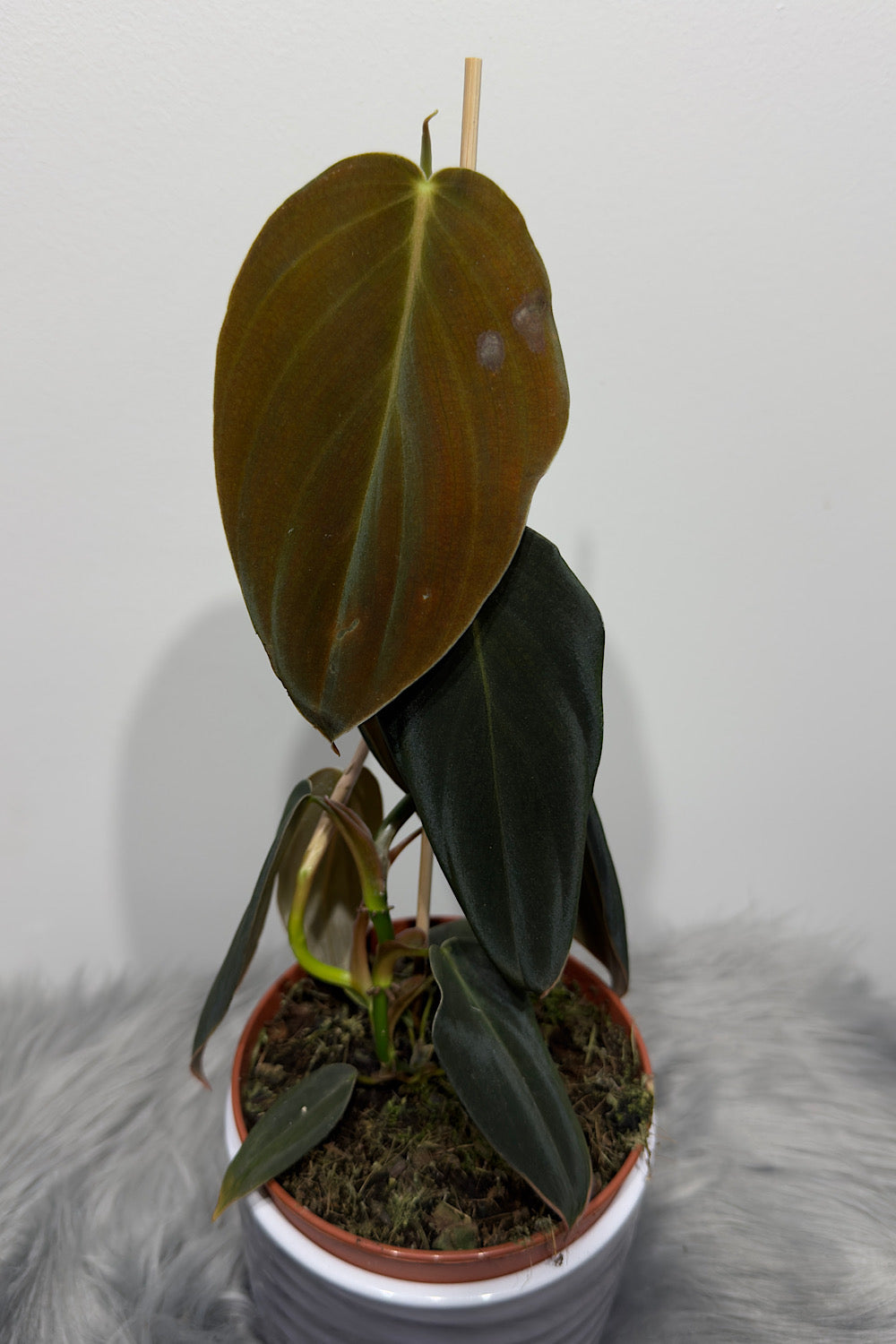 Philodendron gigas