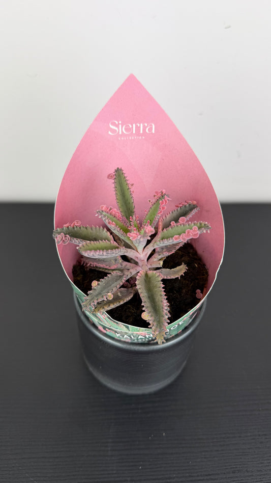 Kalanchoe Pink Butterfly
