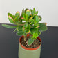 Crassula Ovata Jade