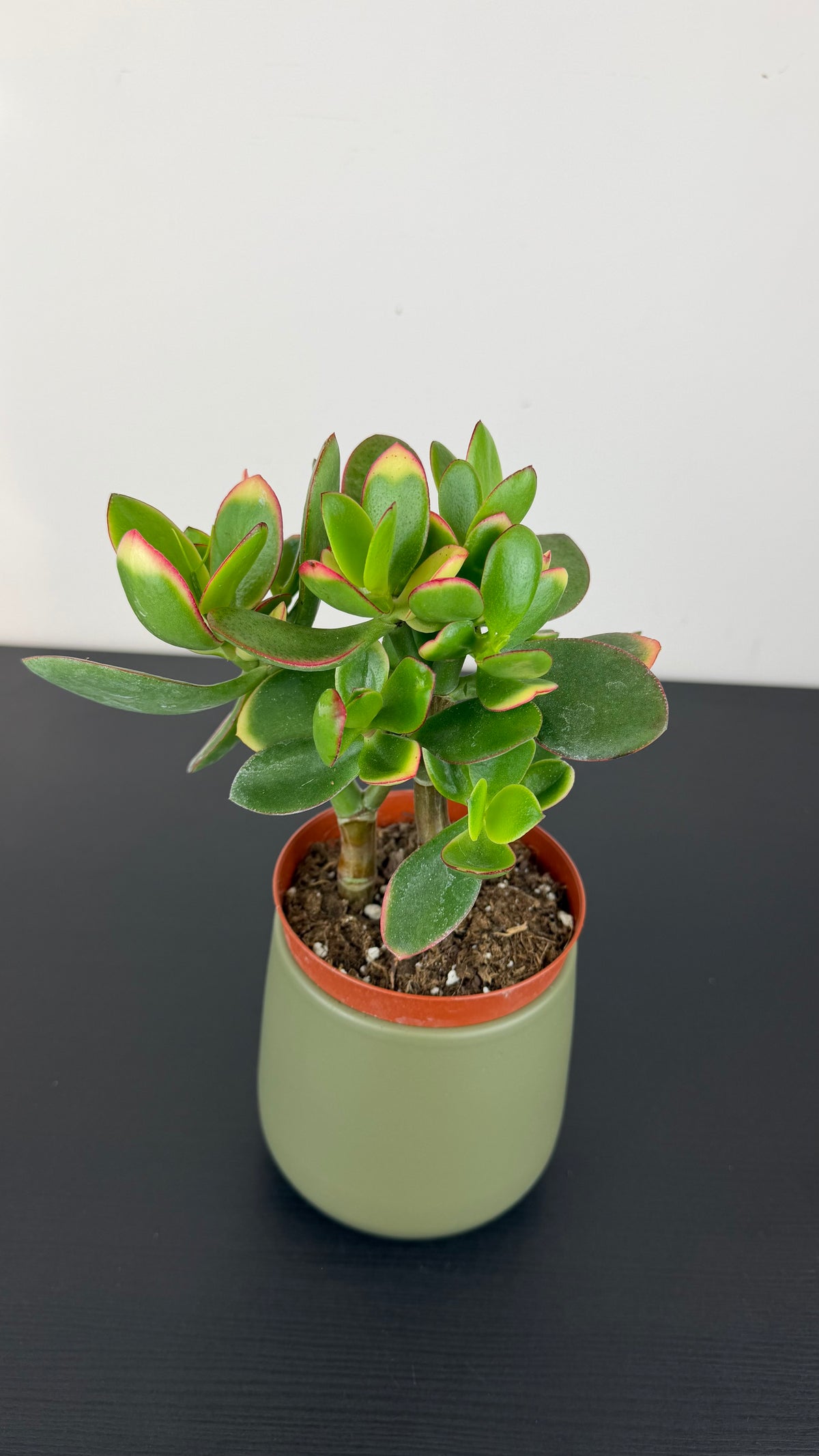 Crassula Ovata Jade