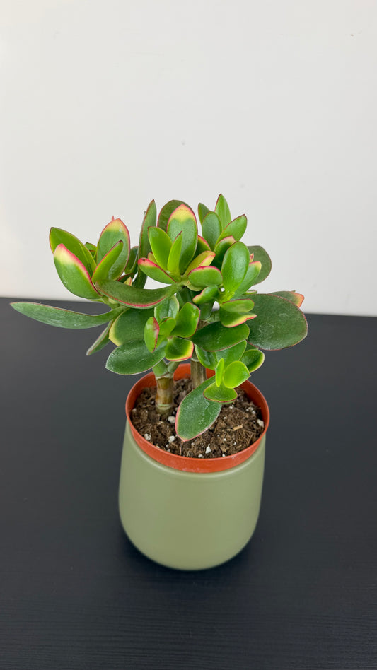 Crassula Ovata Jade