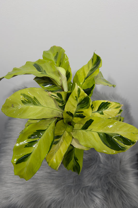 Calathea 8