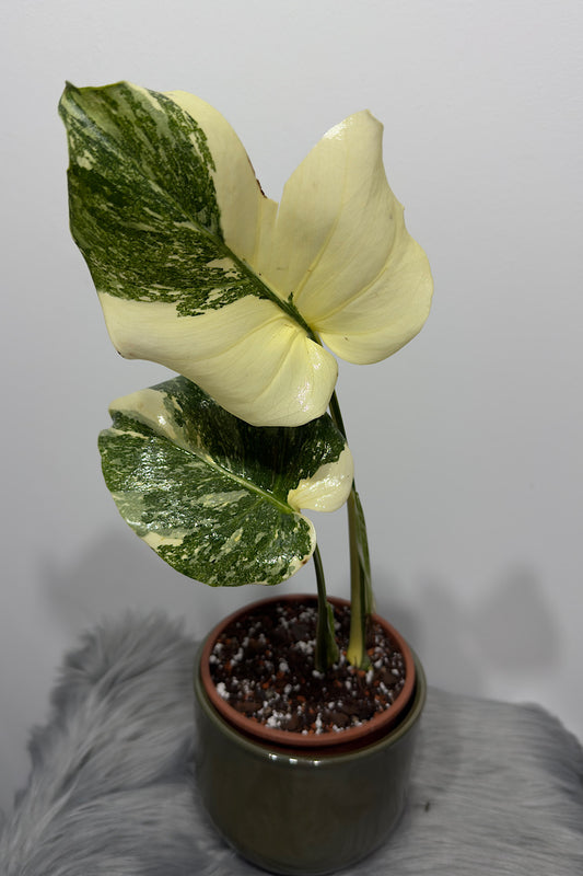 Monstera Thai Constellation 4 4