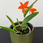 Cattleya 4