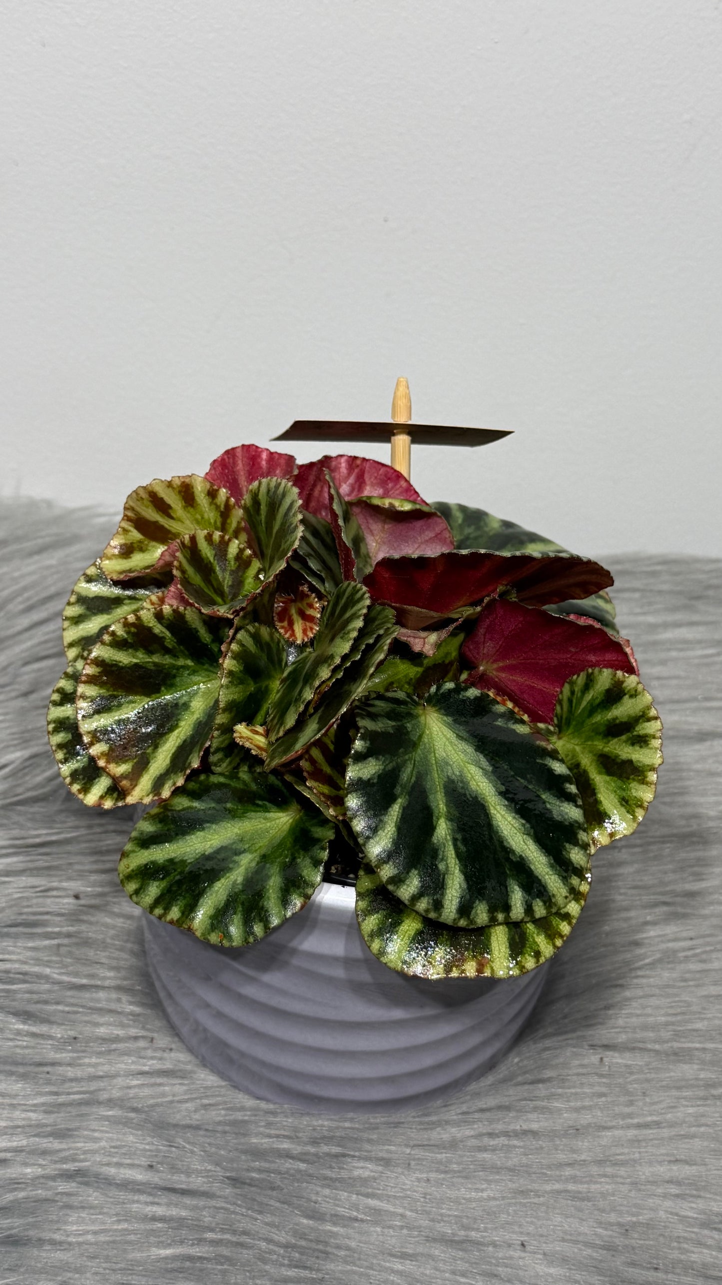 Begonia Gironella