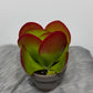 Kalanchoe Thyrsiflora