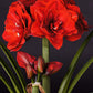 Amaryllis Cherry Nymph