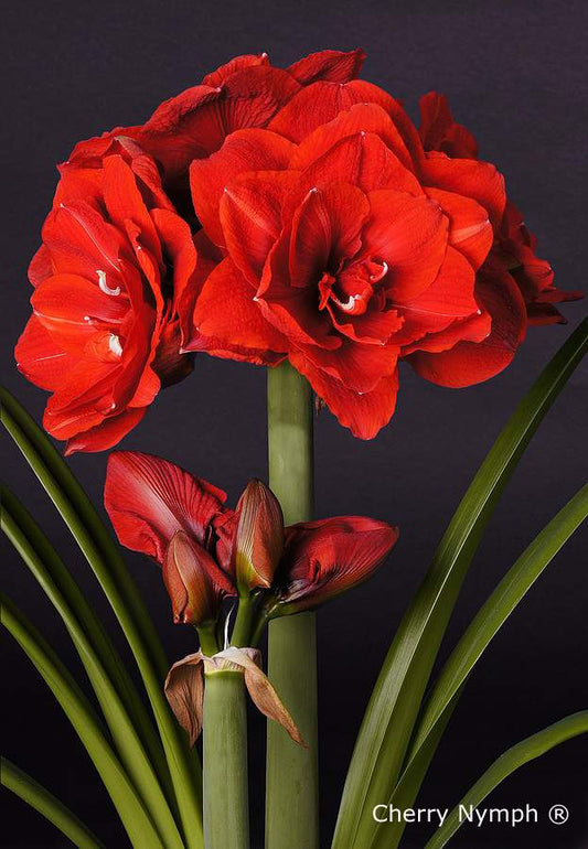 Hippeastrum Cherry Nymph