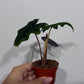 Alocasia Jacklyn