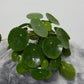 Pilea Peperomoides