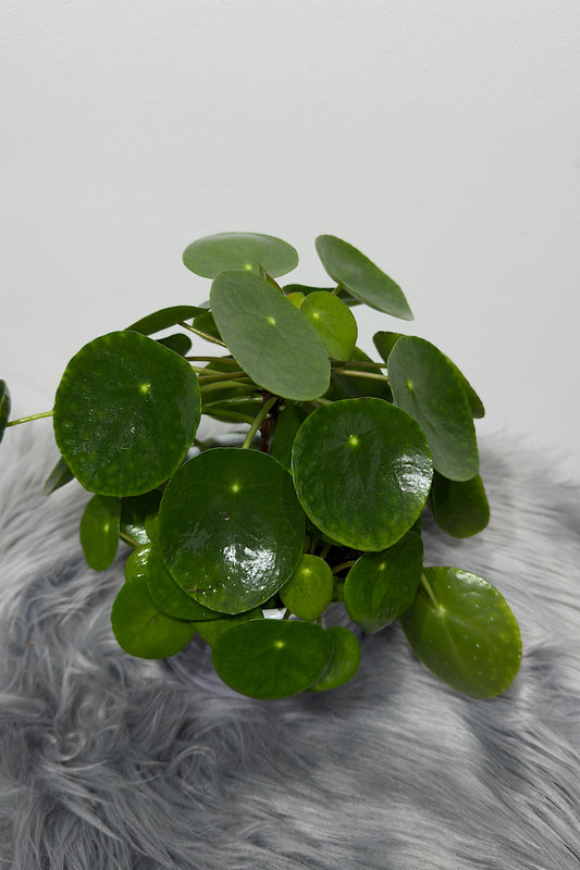Pilea Peperomoides