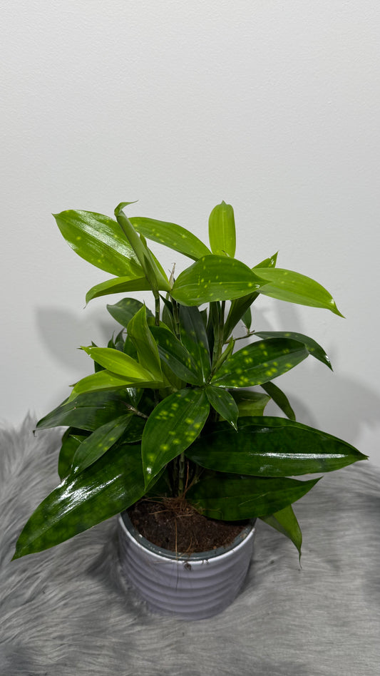 Dracaena Surculosa