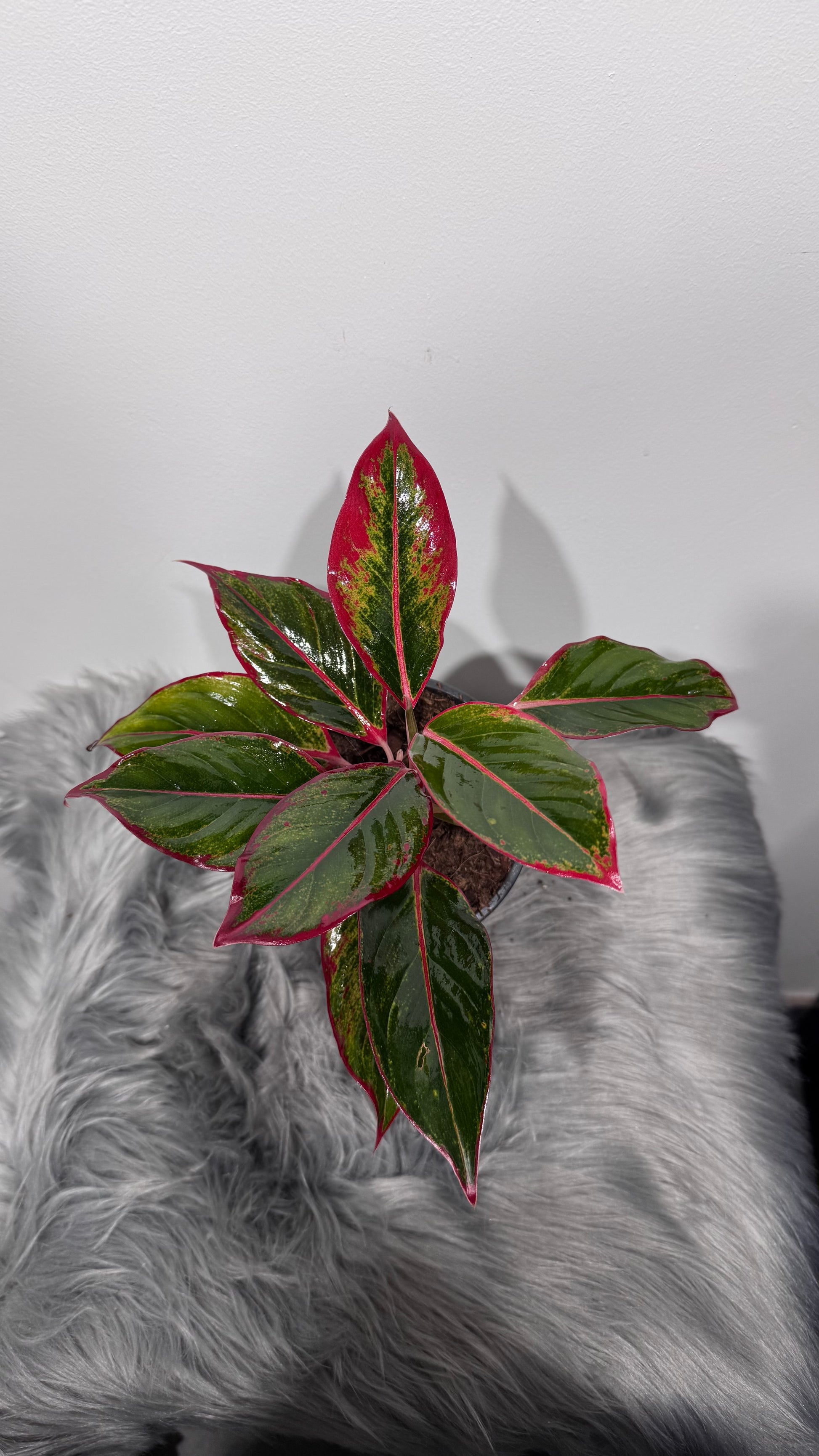 aglaonema siam aurora toxic to cats Aglaonema Siam Red Aurora – www.augi-plants.lv