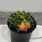 Gymnocalycium mihanovichii variegata