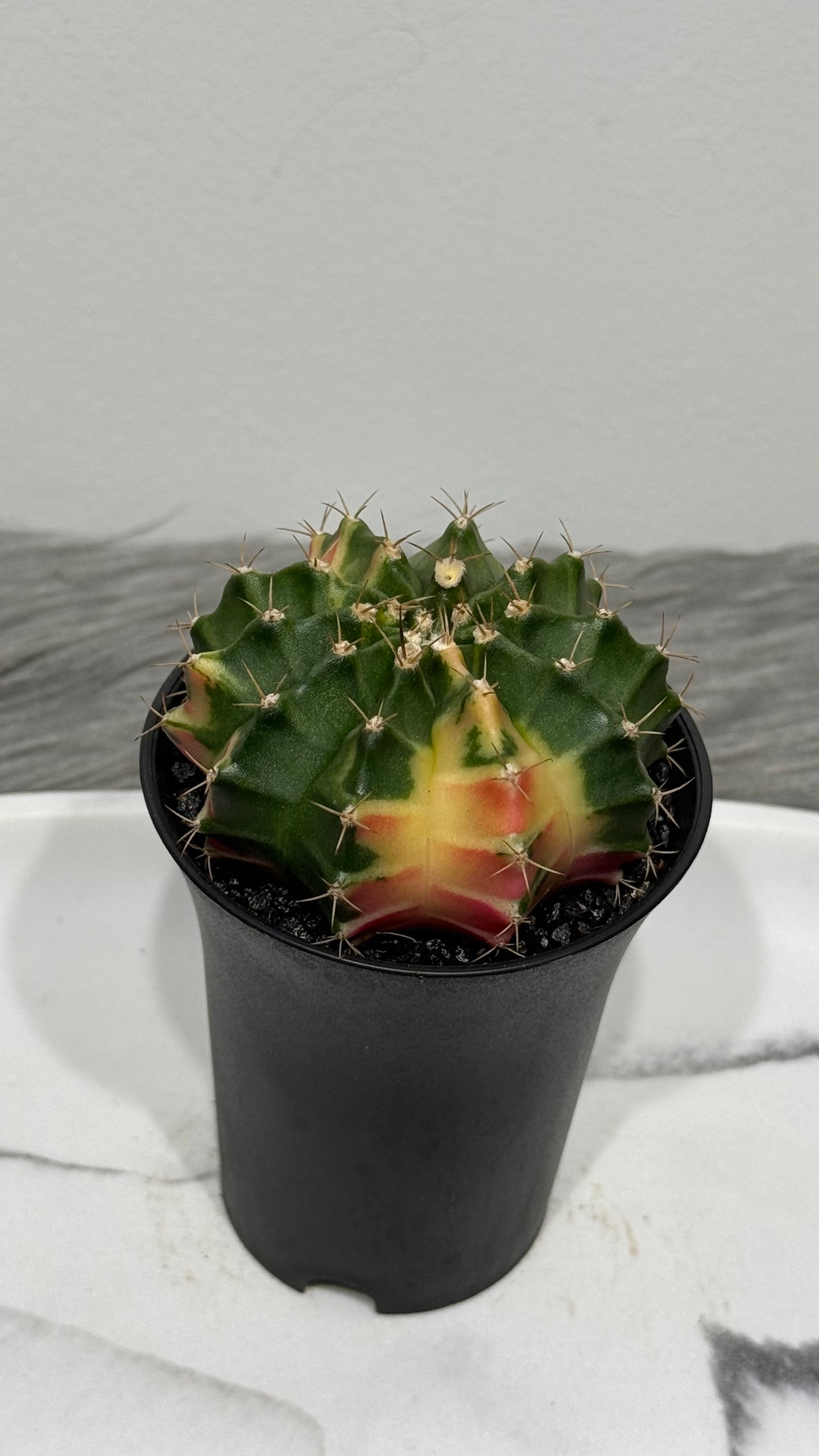 Gymnocalycium mihanovichii variegata