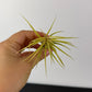 Tillandsia Air plant 9
