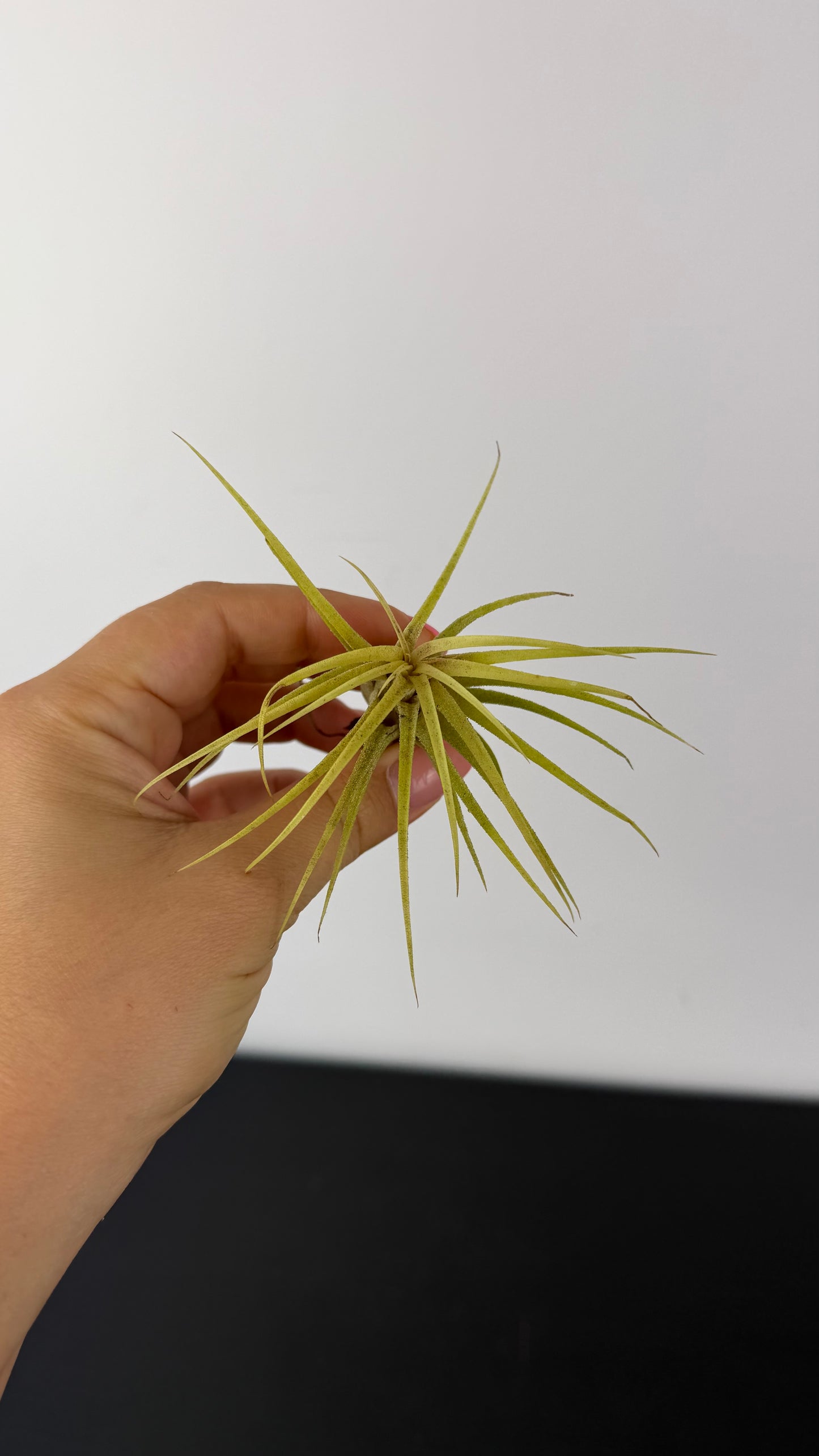 Tillandsia Air plant 9