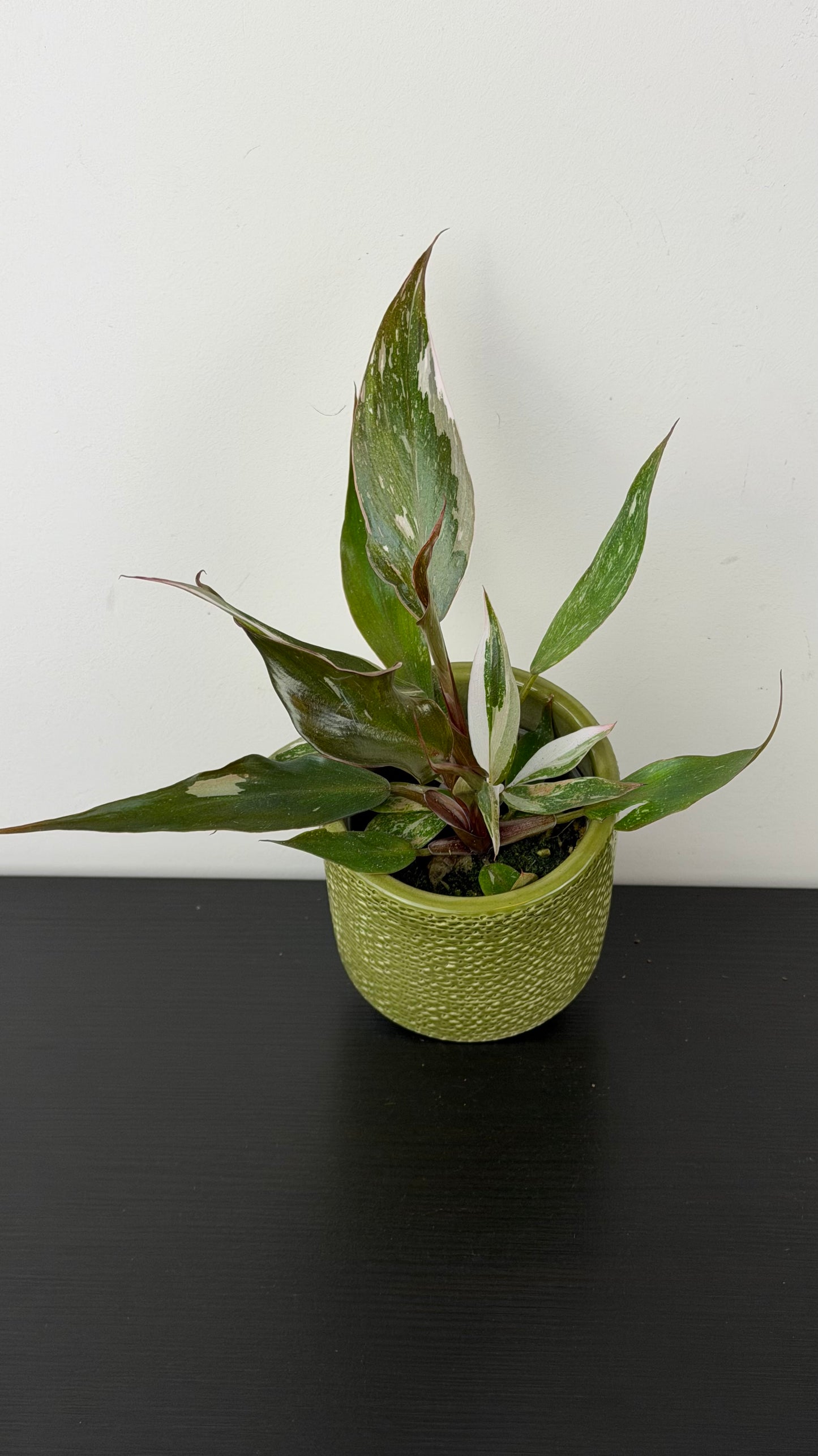 Philodendron Red Anderson