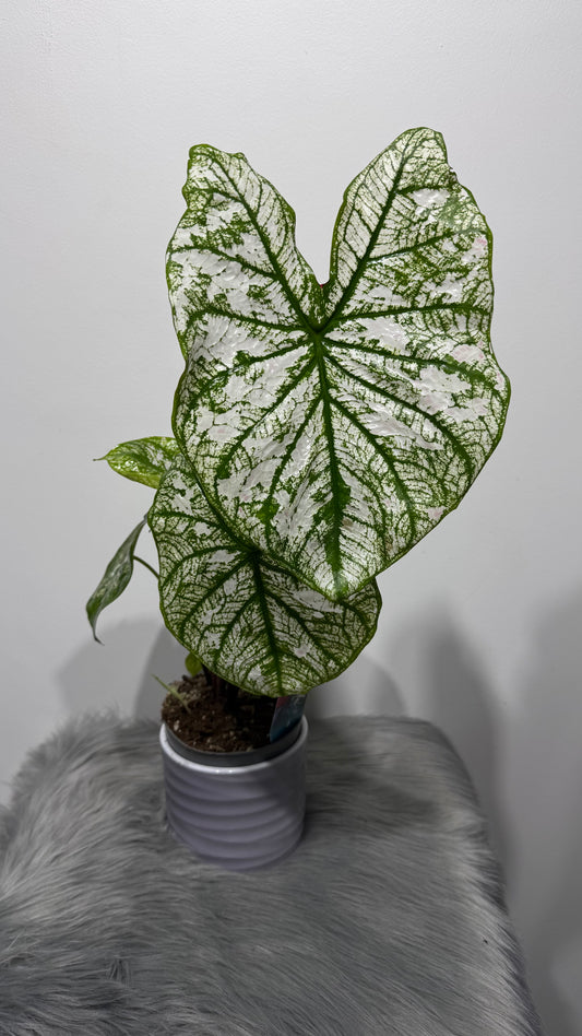 Caladium