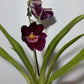 Orhideja Miltoniopsis 2