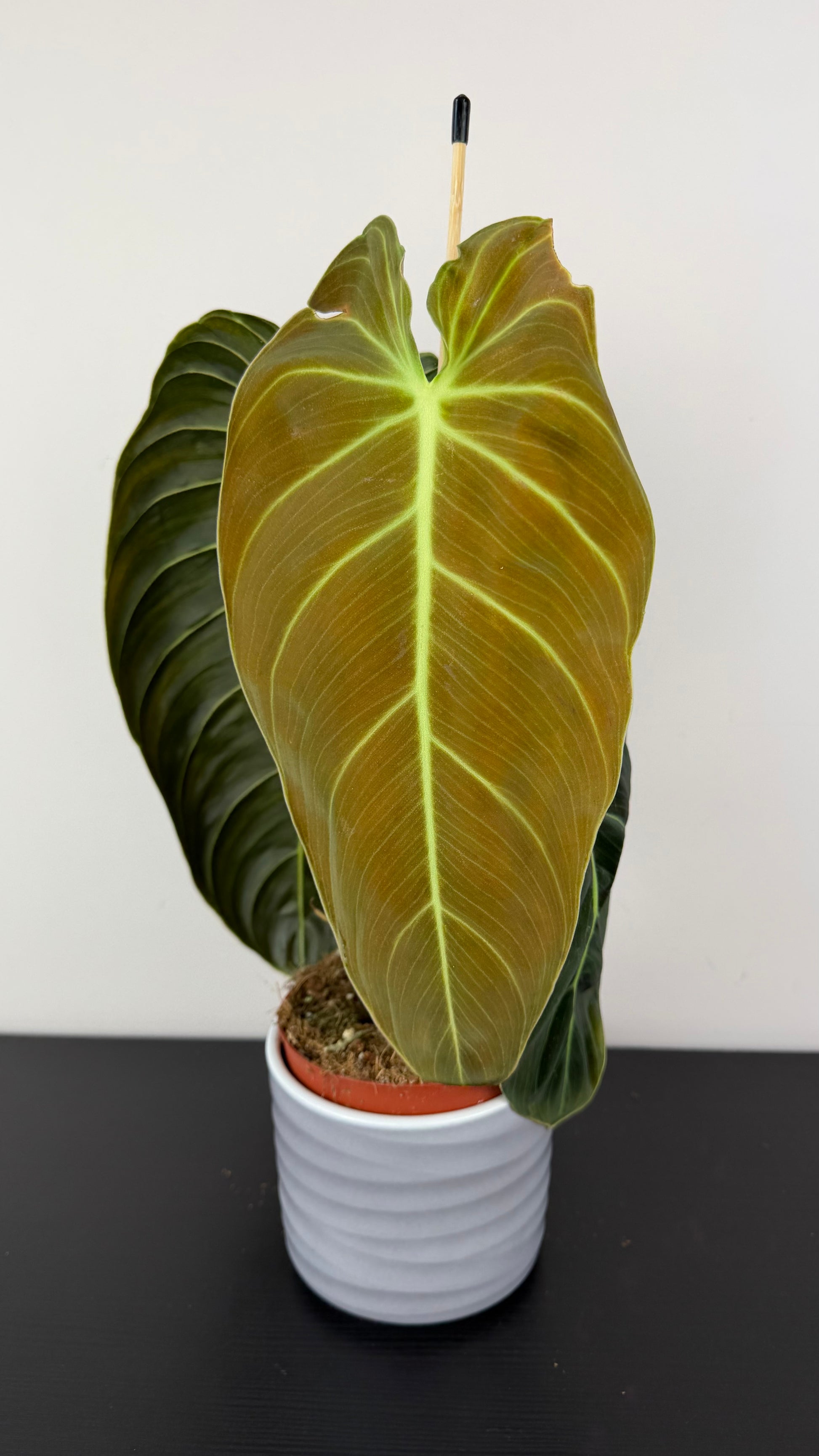 philodendron in cuban Philodendron melanochrysum – www.augi-plants.lv