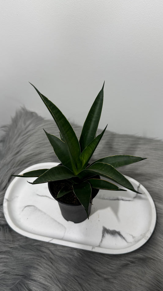 Sansevieria 11