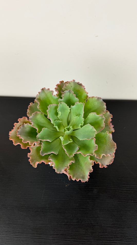 Echeveria Shaviana
