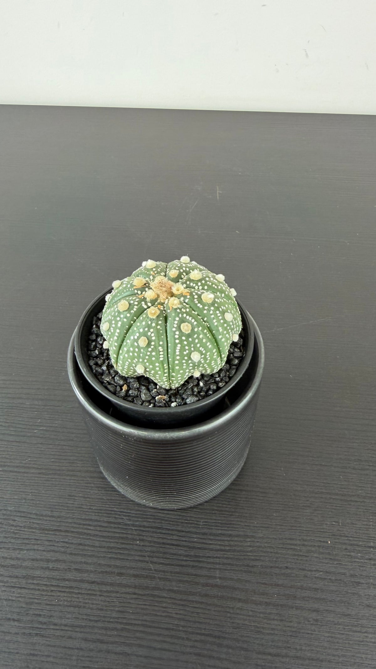 Astrophytum Asterias