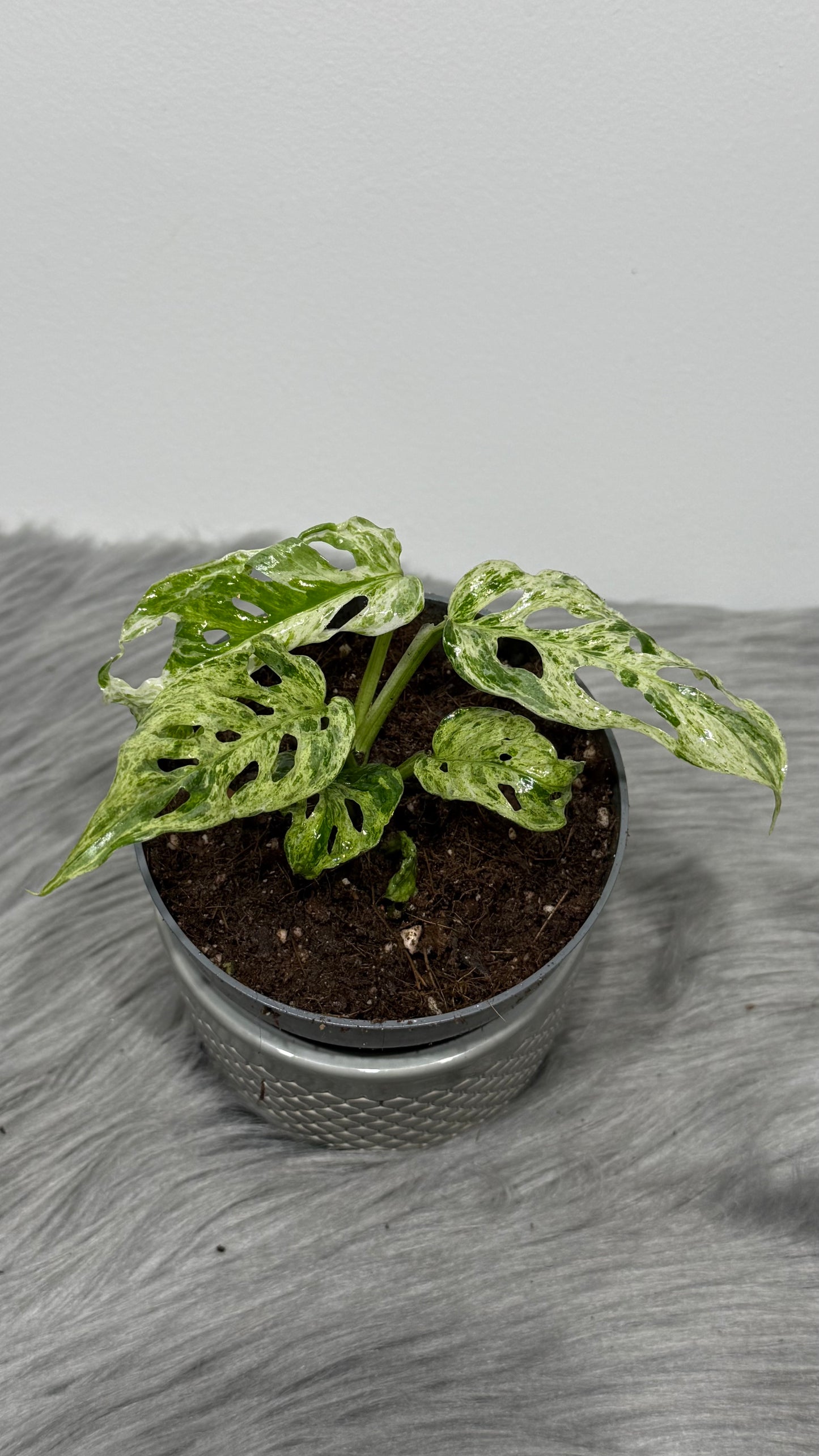 Monstera Frozen Fleckles