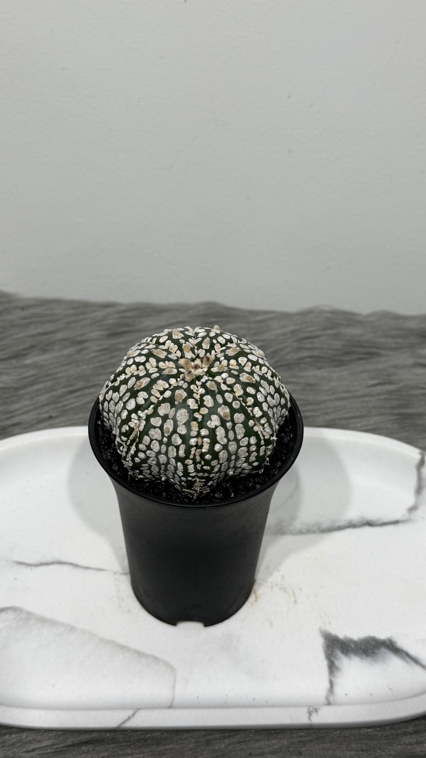 Astrophytum Asterias
