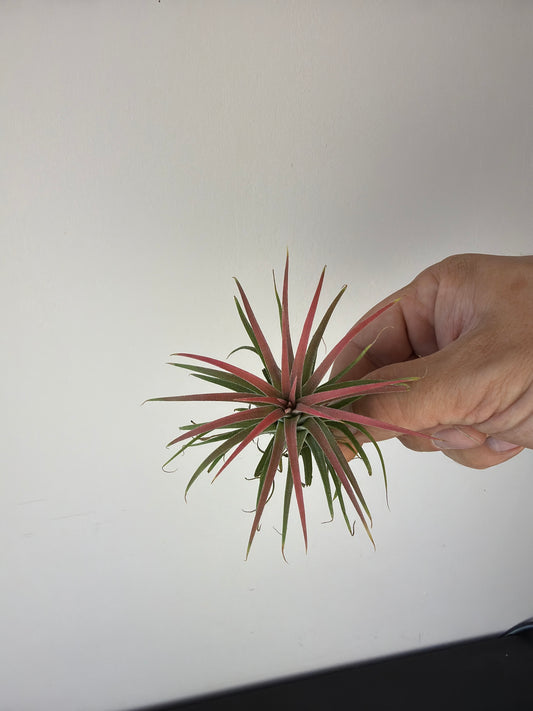 Tillandsia Air plant 10