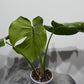 Monstera Thai Constellation 7