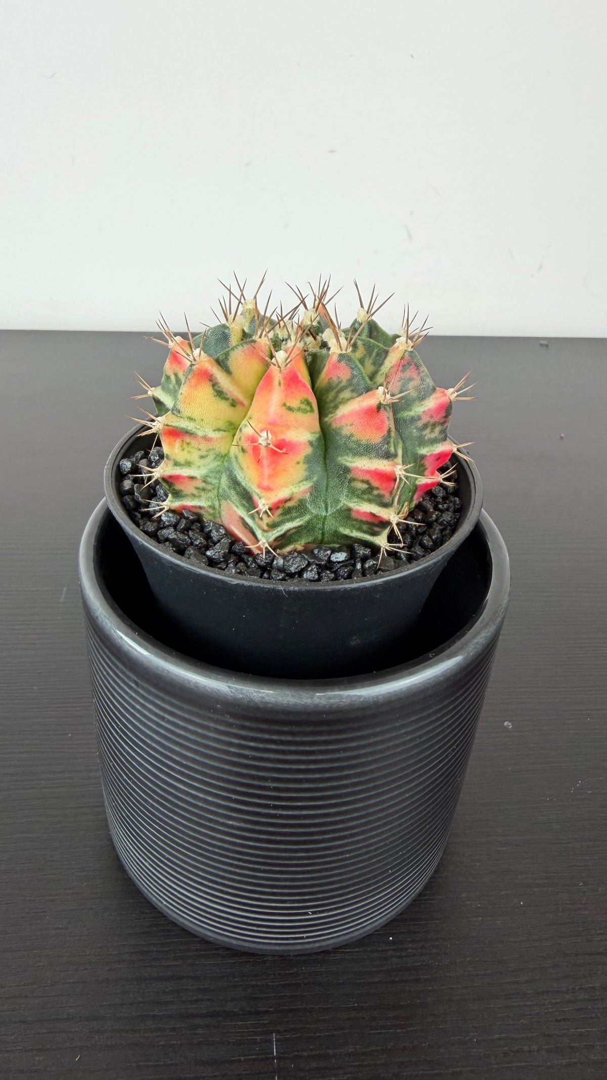 Gymnocalycium mihanovichii variegata