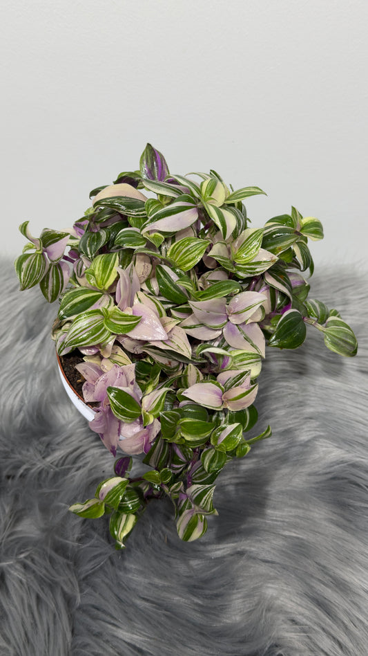 Tradescantia Quadricolor