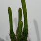 Cleistocactus Samaipatan
