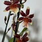 Orhideja Cambria 12 - www.augi-plants.lv
