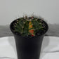 Gymnocalycium mihanovichii variegata