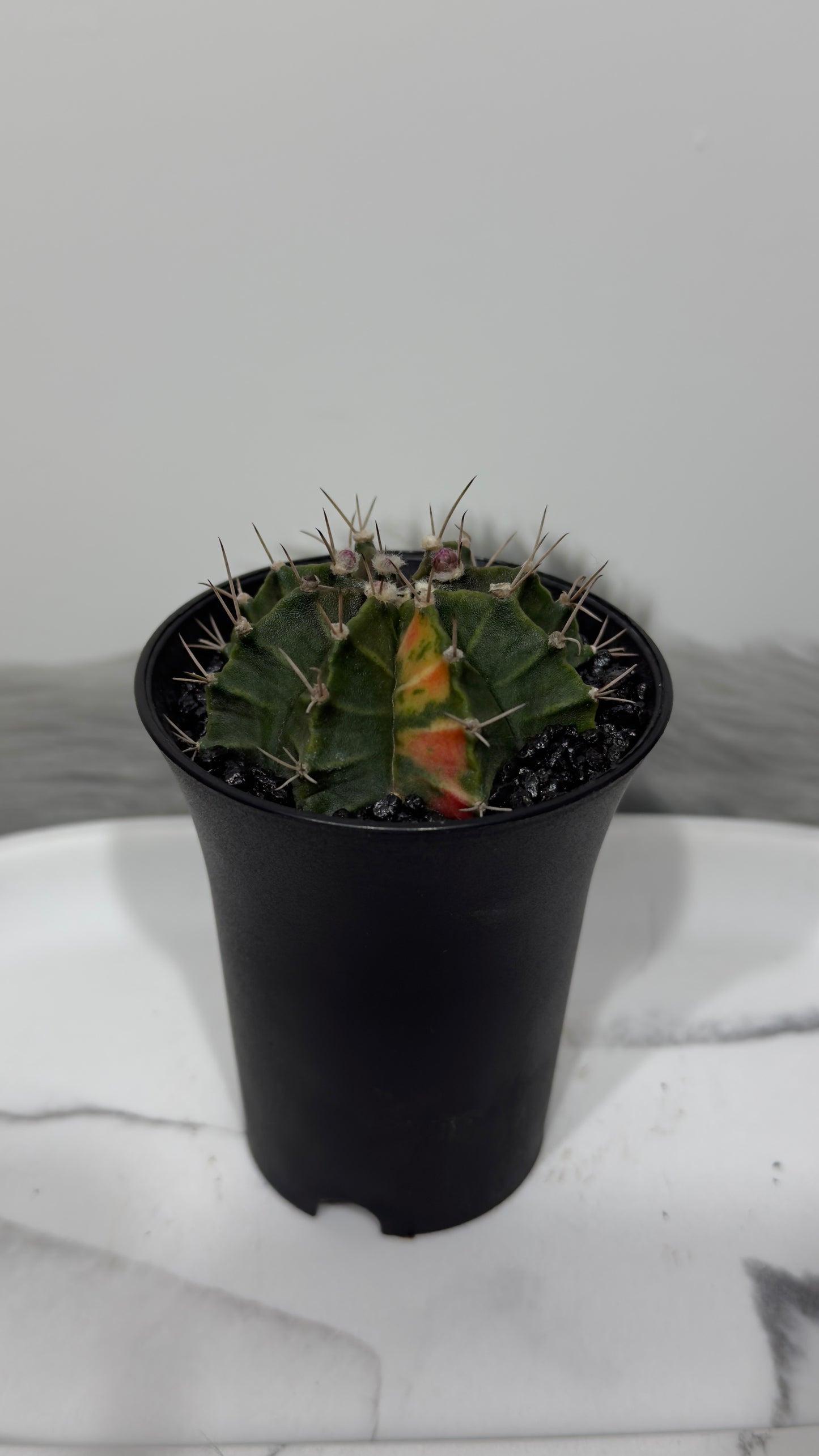 Gymnocalycium mihanovichii variegata