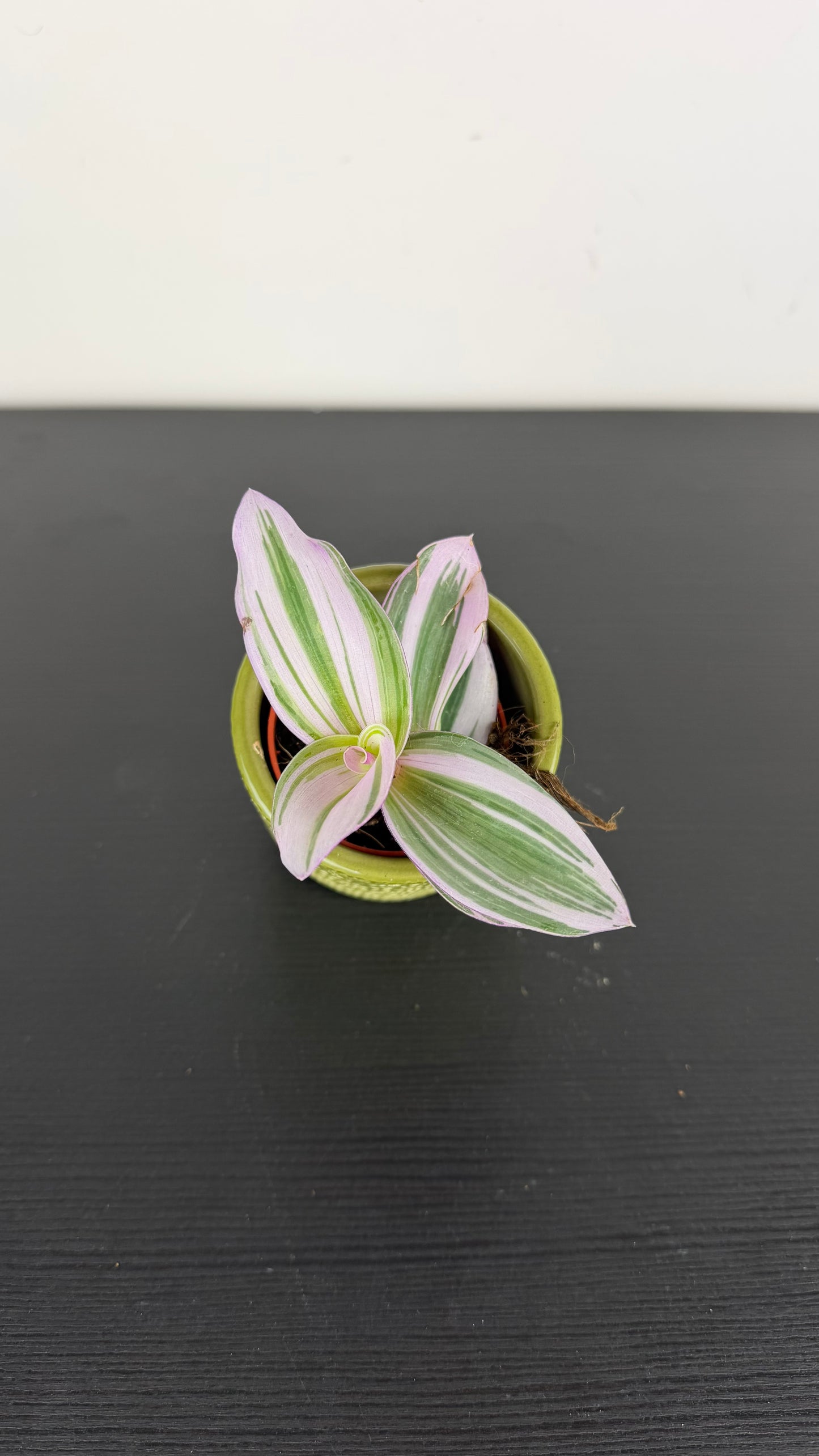 Tradescantia Nanouk