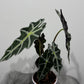 Alocasia Polly