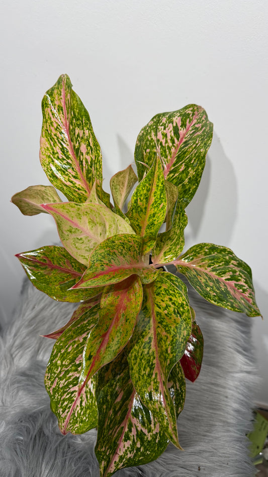 Aglaonema 13